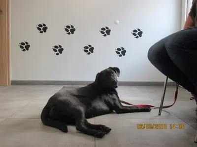 Gabinet Weterynaryjny DROWET lek. wet. Przemysław Drożdżyk